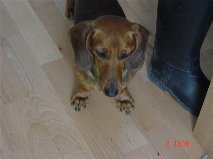 Dværggravhund Trille billede 10