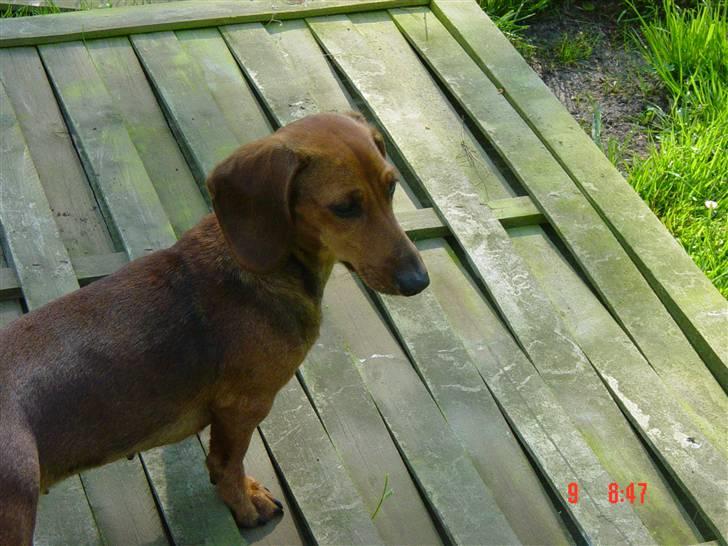 Dværggravhund Trille billede 11