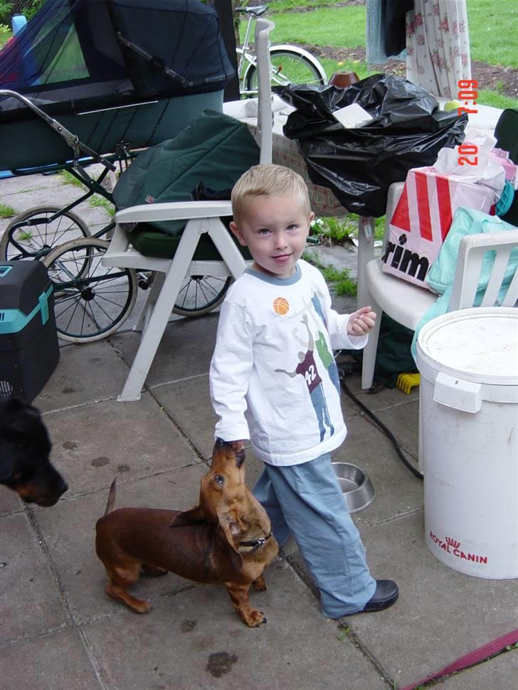 Dværggravhund Trille billede 12