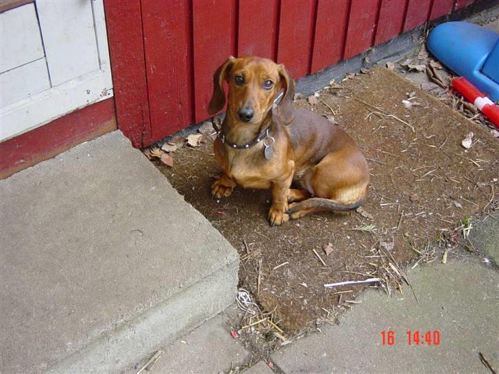 Dværggravhund Trille billede 13