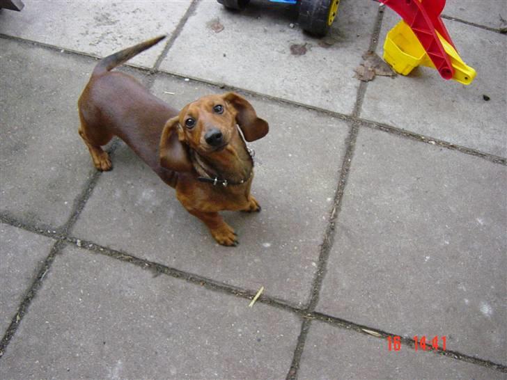 Dværggravhund Trille billede 14