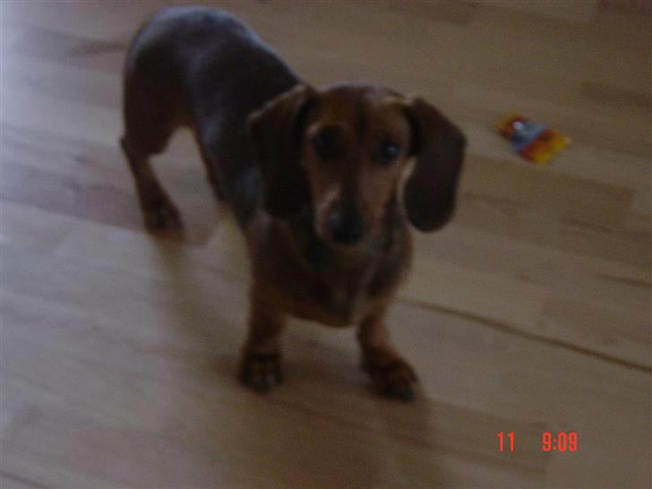 Dværggravhund Trille billede 15