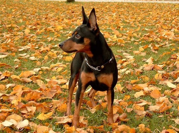 Dvaergpinscher mini - efterårsfarver klæder mig godt ik :-) billede 1