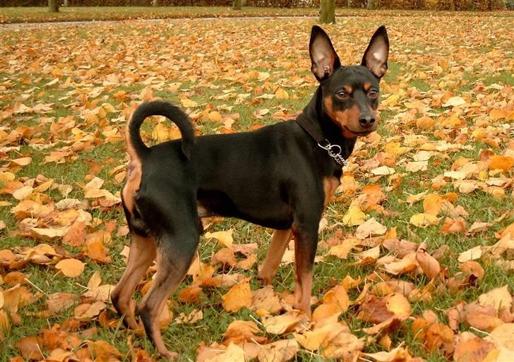 Dvaergpinscher mini - gylden og smækkerlækker billede 2