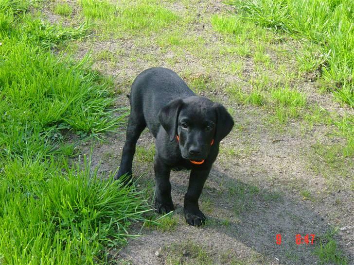 Labrador retriever Kala billede 9