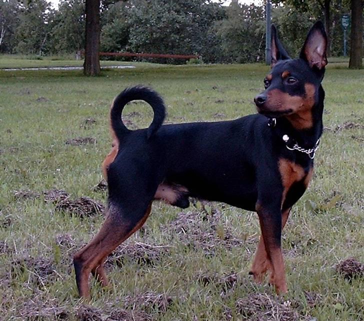 Dvaergpinscher mini billede 3