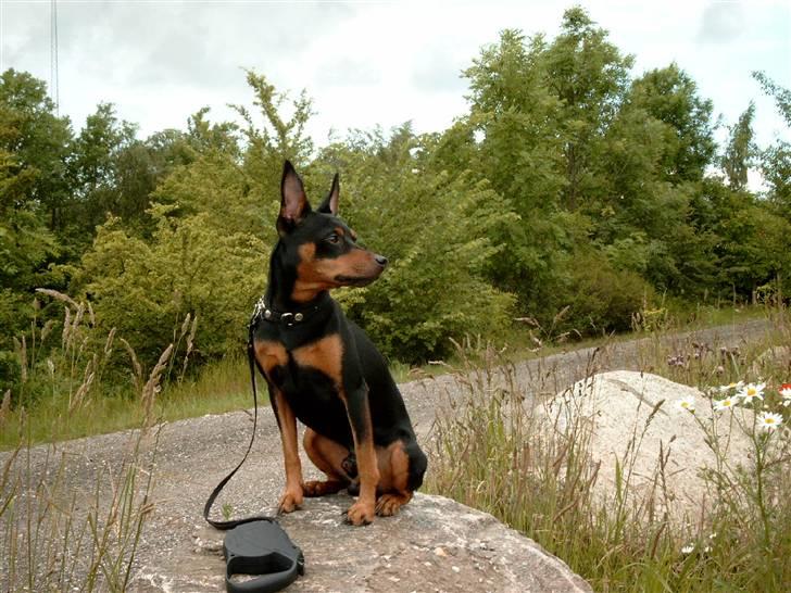 Dvaergpinscher mini - så nu kan jeg se laaaangt billede 4