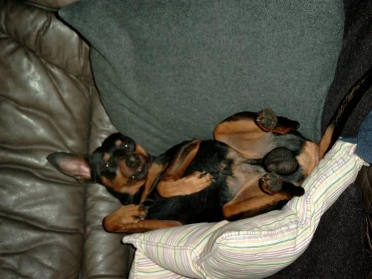Dvaergpinscher mini - en morfar på sofa billede 5