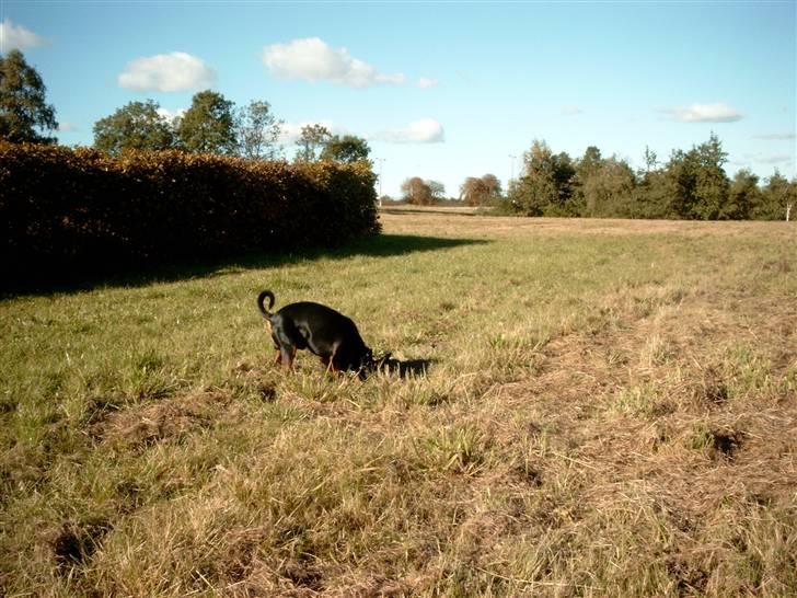 Dvaergpinscher mini - rottejagt jubiiiii billede 6