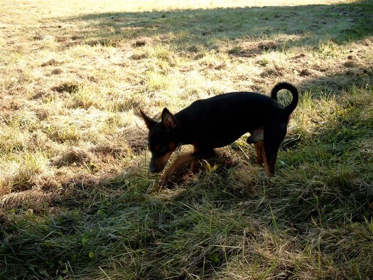 Dvaergpinscher mini - mere rottejagt billede 7
