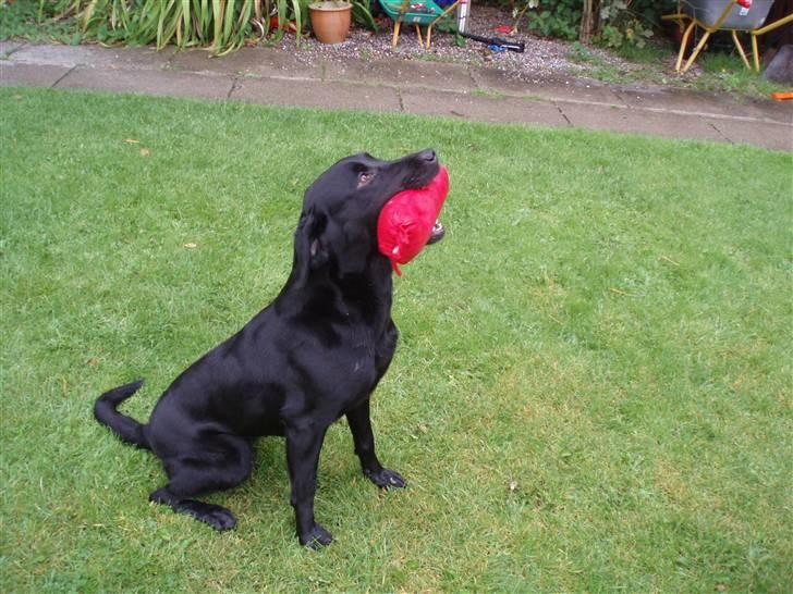 Labrador retriever Kala billede 10