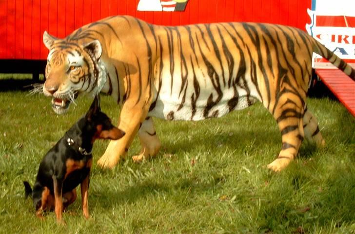 Dvaergpinscher mini - det handler om at være tryg  :-)  GGGGG billede 8