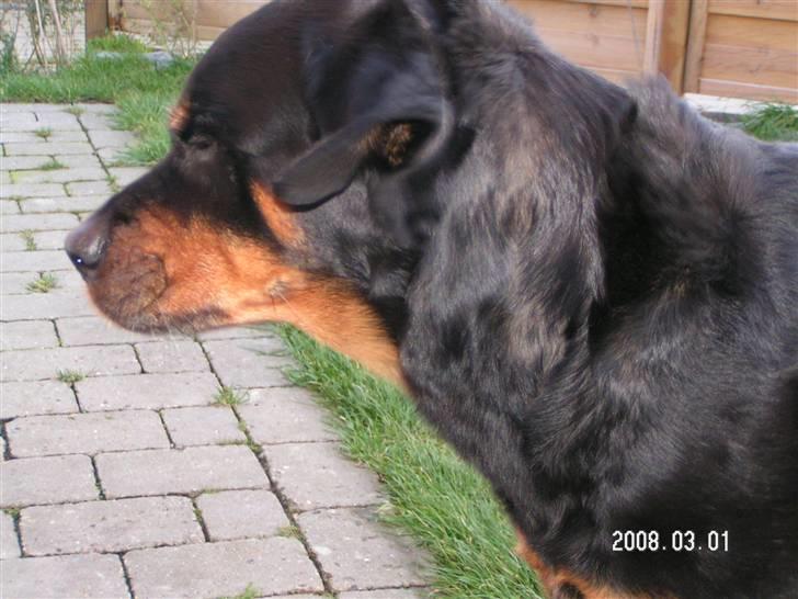 Rottweiler Malou (1997-2008) - puha sikke et blæsevejr... billede 19