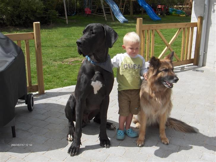 Grand danois ## RICCO ## - Ricco er lige på vagt, der kommer vist nogen... billede 18