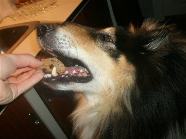 Collie langhåret Lassie <3 - nurh <3 Om han bliver fodret ved bordet ? NEEJ !? eller .............. ;D billede 1