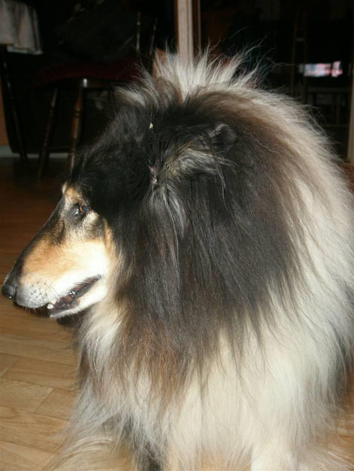 Collie langhåret Lassie <3 - Alt det pels skat <3 billede 2