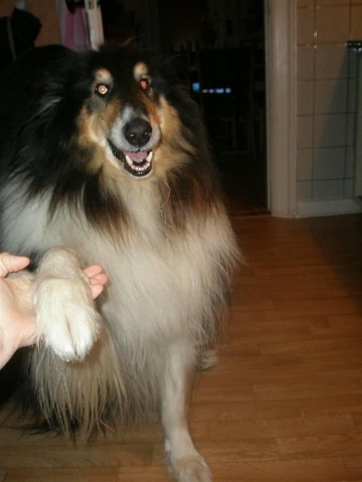 Collie langhåret Lassie <3 - "Giv pote" "Verskod mor" billede 3