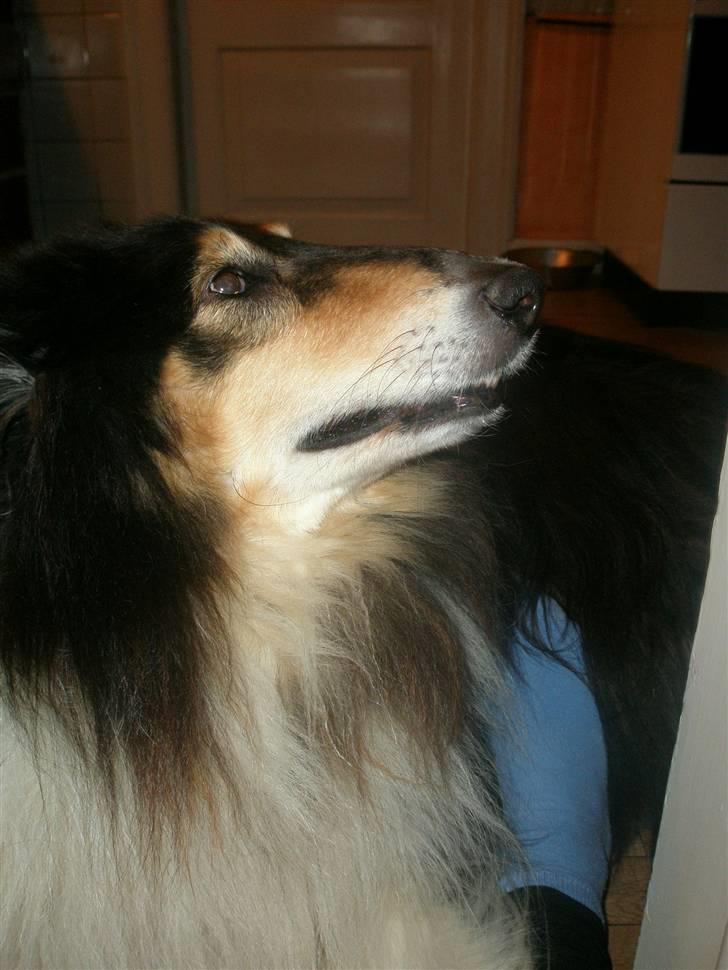 Collie langhåret Lassie <3 - Hej flotte <3 billede 4