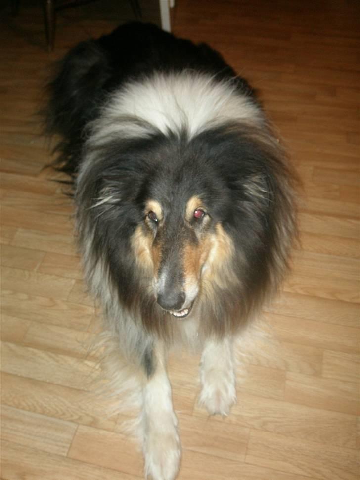 Collie langhåret Lassie <3 - "Nogle der kaldte ?" billede 5