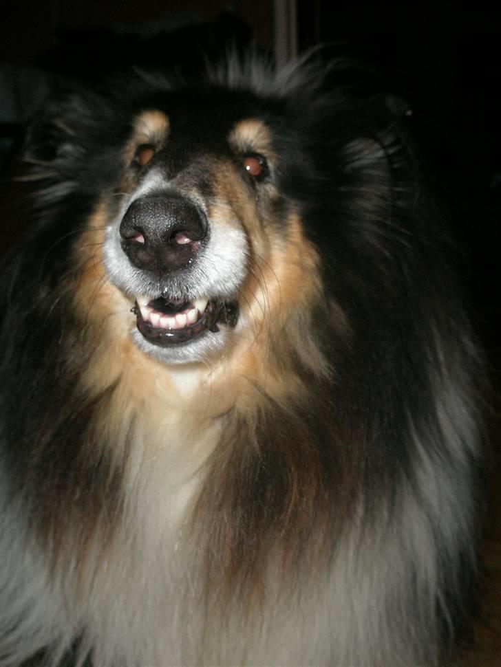 Collie langhåret Lassie <3 - <3 billede 7