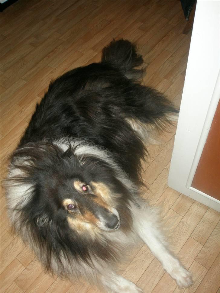 Collie langhåret Lassie <3 - Hele min store flotte krop - med pels ud over det hele ;D billede 8