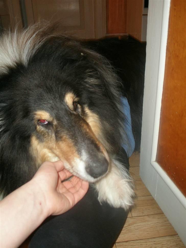 Collie langhåret Lassie <3 - *Klø Klø* "uhh ja lige der mor!" billede 9