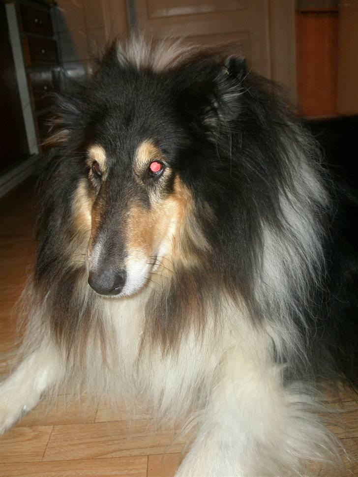 Collie langhåret Lassie <3 - Grr , sikke en flotning der ligger der <3 ! billede 10