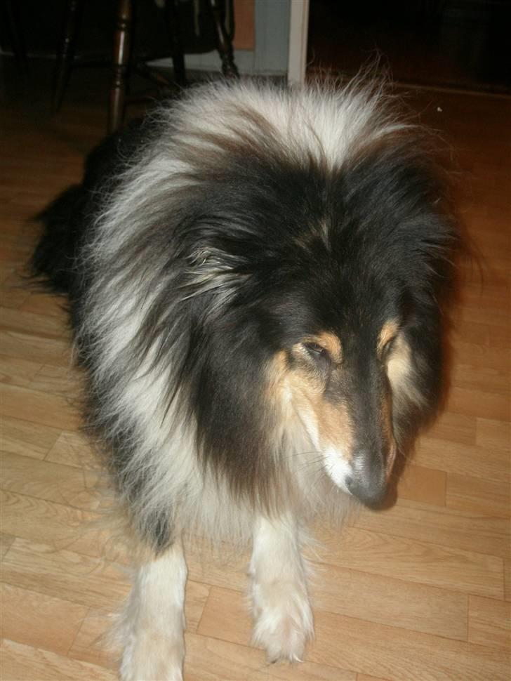 Collie langhåret Lassie <3 - <3 billede 11