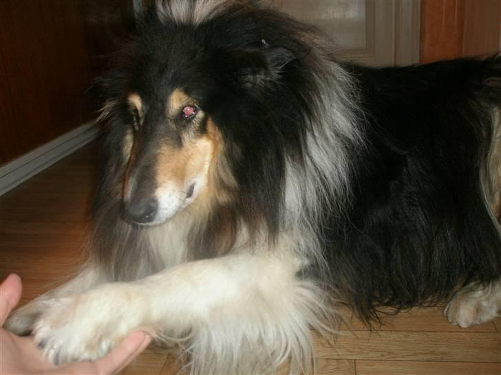 Collie langhåret Lassie <3 - Ja , ja en firjn hund ! den kan skam også give pote når den ligger ned ;b billede 12
