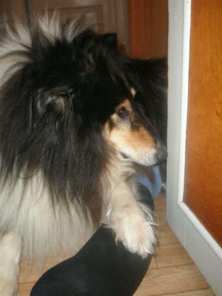 Collie langhåret Lassie <3 - Fanget mor , du kommer ALDRIG fri <3 billede 13