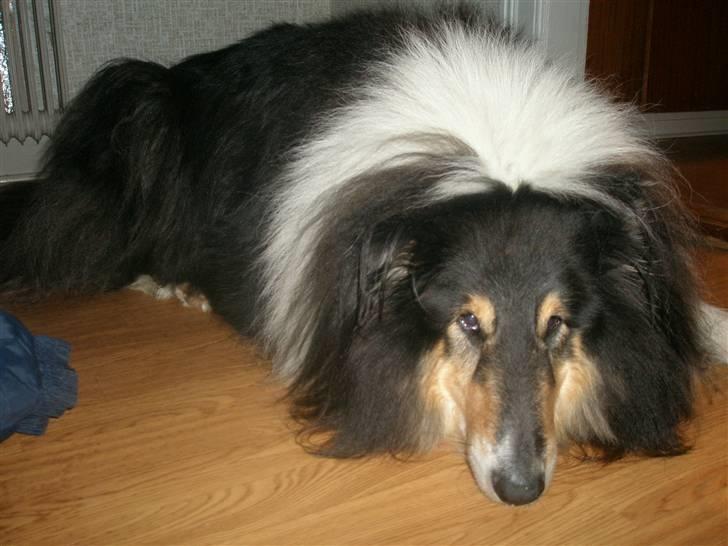 Collie langhåret Lassie <3 - *Sove , sove* billede 14
