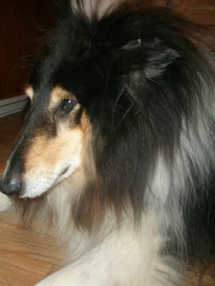 Collie langhåret Lassie <3 - Dit nuttede fjæs <3 billede 15