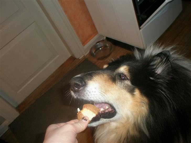 Collie langhåret Lassie <3 - Mm mad <3 billede 16