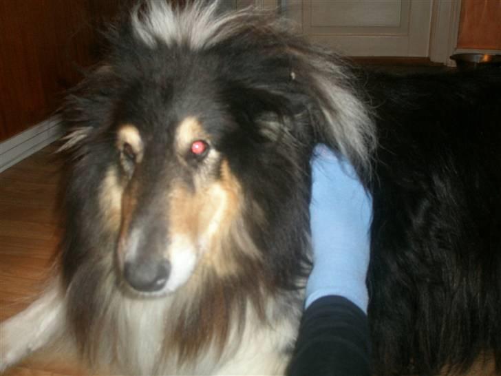 Collie langhåret Lassie <3 - Kløning med fod ! altid dejligt !  billede 17