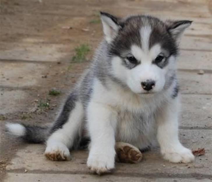 Alaskan malamute Moonsongs DreamBlue Fargo billede 1