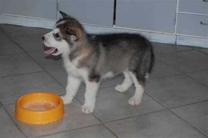 Alaskan malamute Moonsongs DreamBlue Fargo billede 2