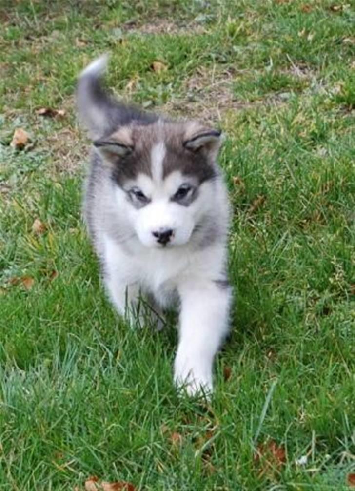 Alaskan malamute Moonsongs DreamBlue Fargo billede 3