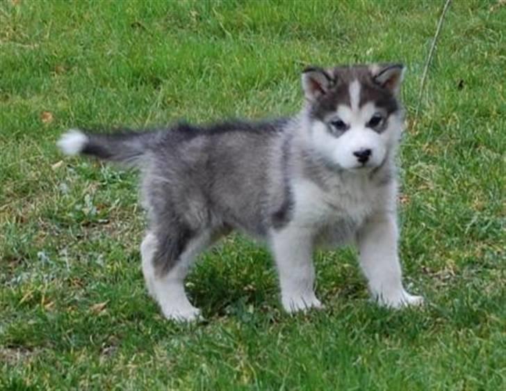 Alaskan malamute Moonsongs DreamBlue Fargo billede 4