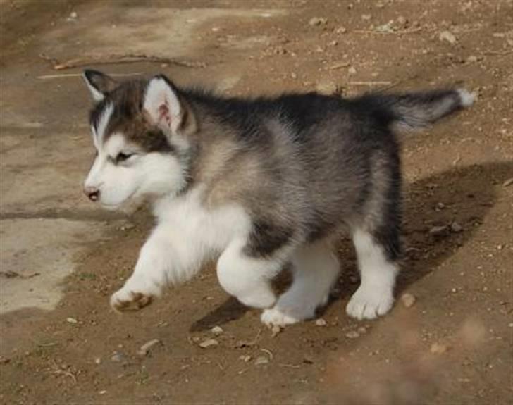 Alaskan malamute Moonsongs DreamBlue Fargo billede 5