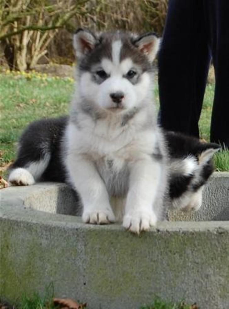 Alaskan malamute Moonsongs DreamBlue Fargo billede 6