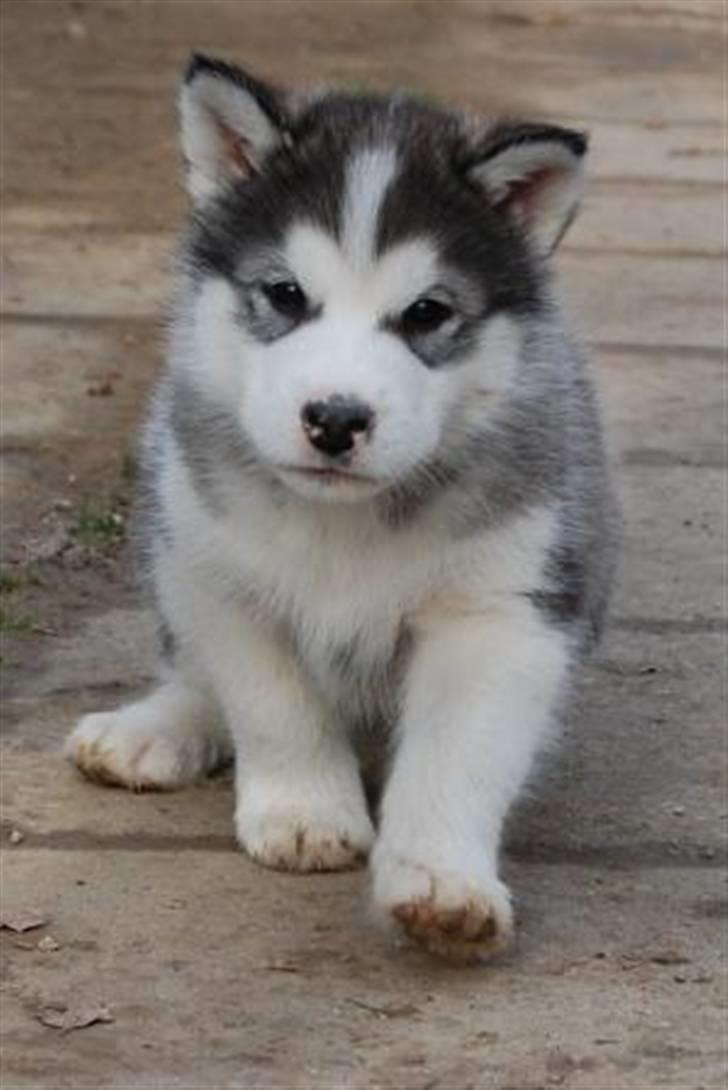 Alaskan malamute Moonsongs DreamBlue Fargo billede 7
