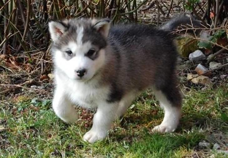 Alaskan malamute Moonsongs DreamBlue Fargo billede 8