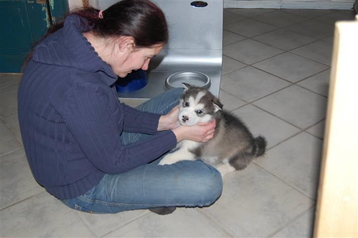 Alaskan malamute Moonsongs DreamBlue Fargo billede 9