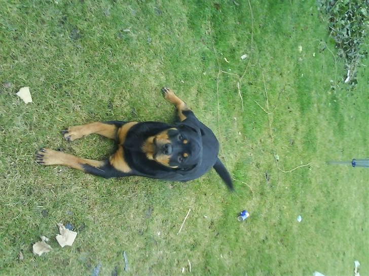 Rottweiler Eline (Esprit)  billede 9