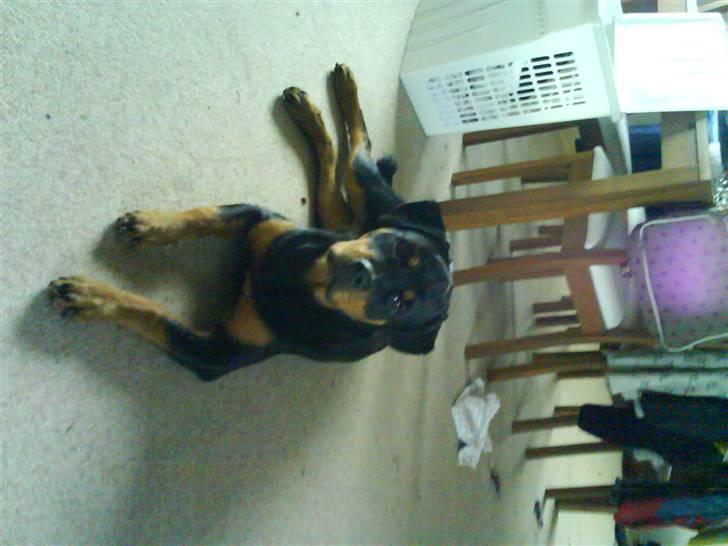 Rottweiler Eline (Esprit)  billede 10