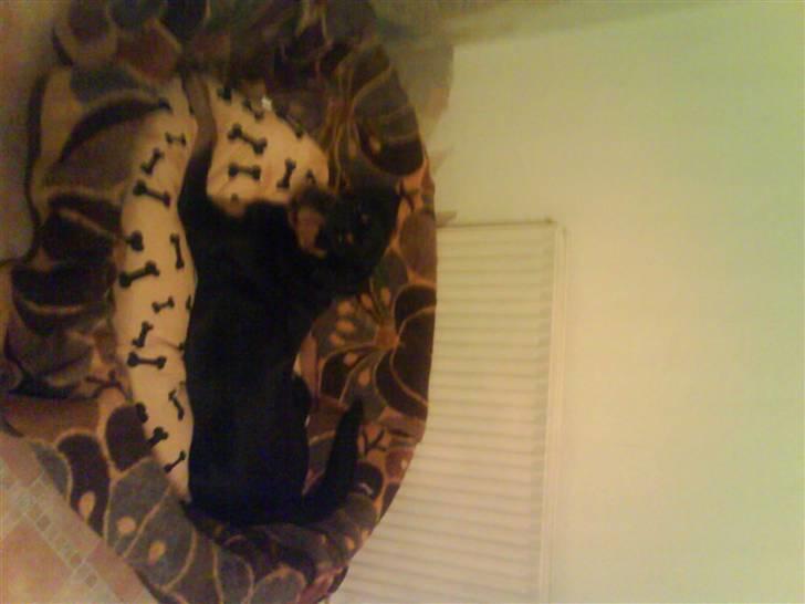 Rottweiler Eline (Esprit)  billede 11