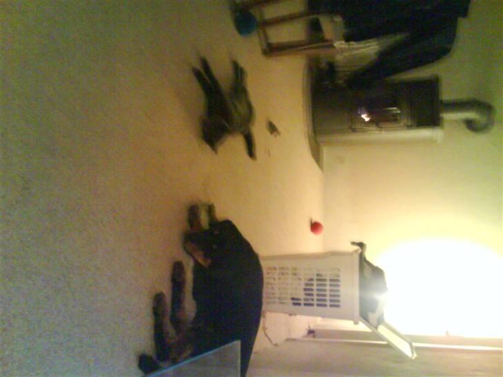 Rottweiler Eline (Esprit)  billede 12