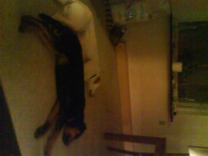 Rottweiler Eline (Esprit)  billede 13