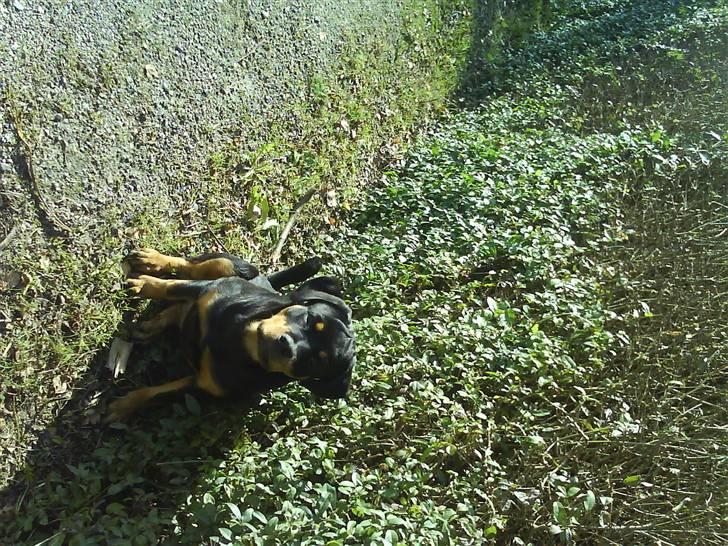 Rottweiler Eline (Esprit)  billede 14