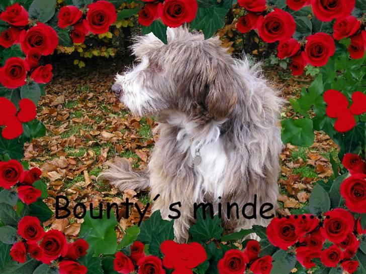 Bearded collie Bounty R.I.P - Farvel kære Bounty og hvil i fred, gamle dreng, tak for alt i de 13 år vi havde hinanden.  billede 11